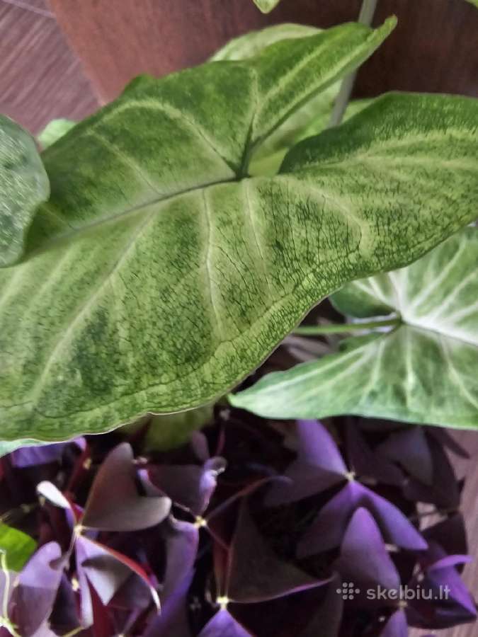 Syngonium White Baterfly - nuotraukos Nr. 2