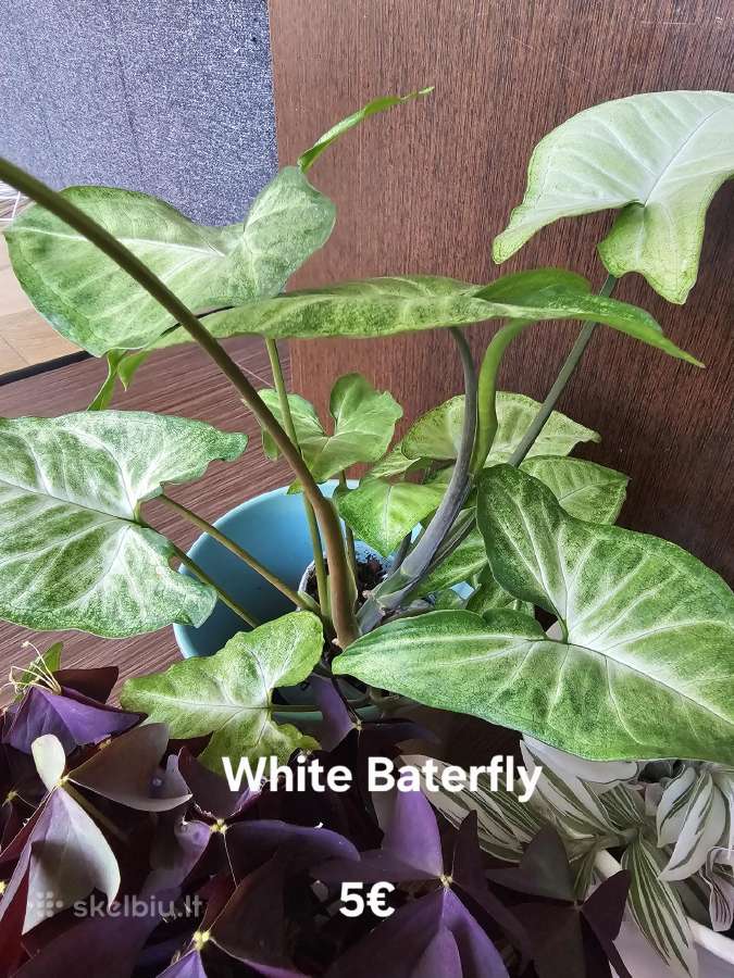 Syngonium White Baterfly - nuotraukos Nr. 3