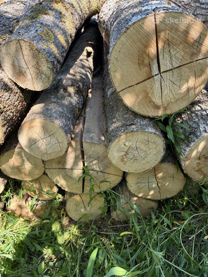 Parduodu uosio ,beržo, juodelksnio,drebules rąstus - nuotraukos Nr. 3