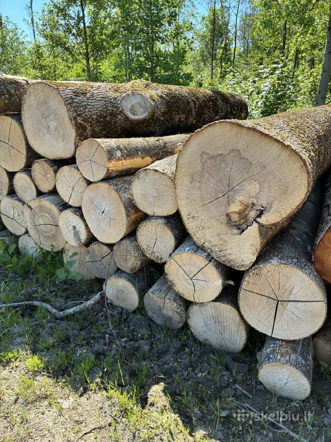 Parduodu uosio ,beržo, juodelksnio,drebules rąstus - nuotraukos Nr. 7