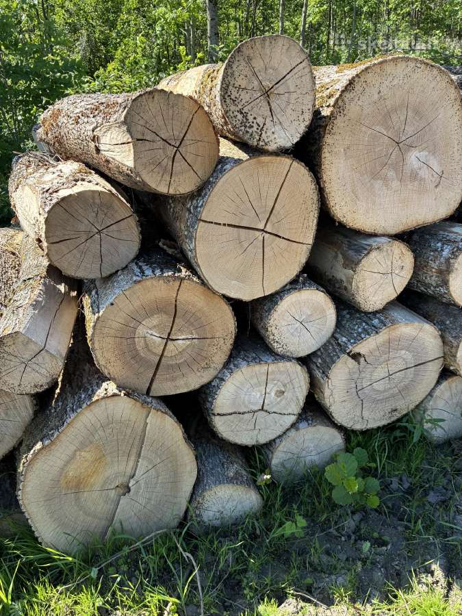 Parduodu uosio ,beržo, juodelksnio,drebules rąstus - nuotraukos Nr. 8