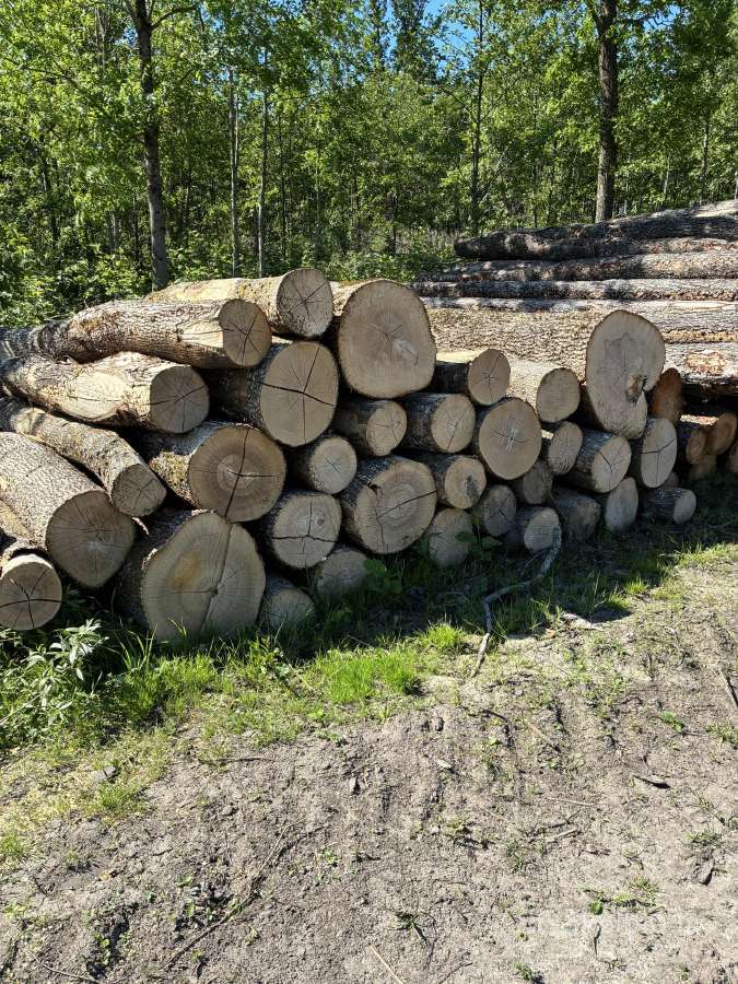 Parduodu uosio ,beržo, juodelksnio,drebules rąstus - nuotraukos Nr. 2