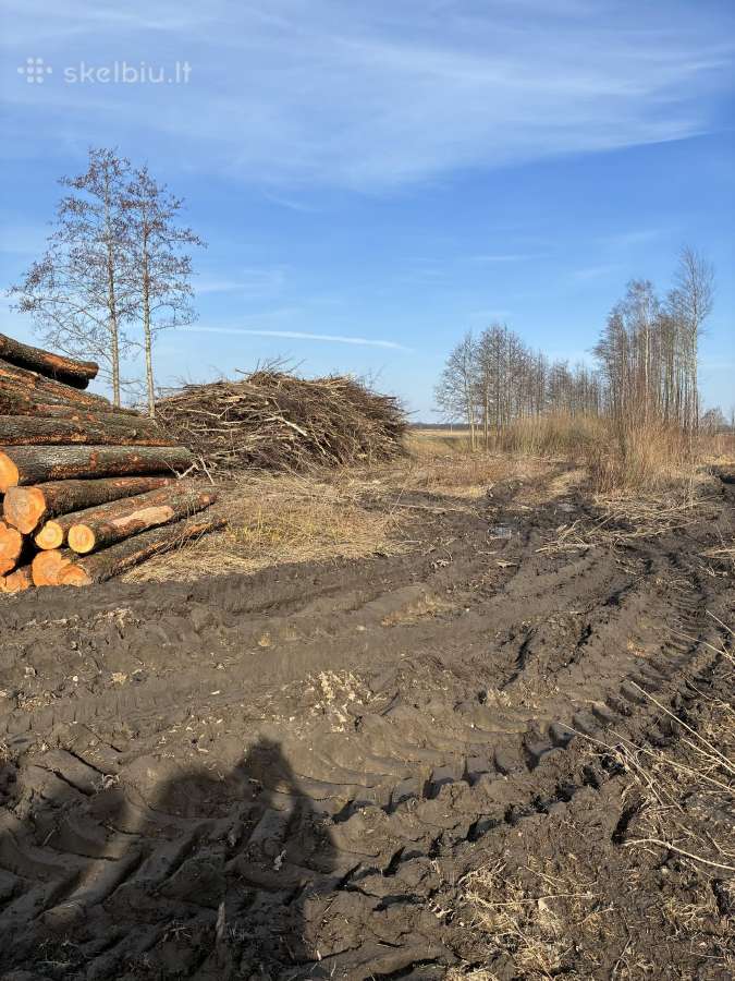 Parduodu uosio ,beržo, juodelksnio,drebules rąstus - nuotraukos Nr. 14