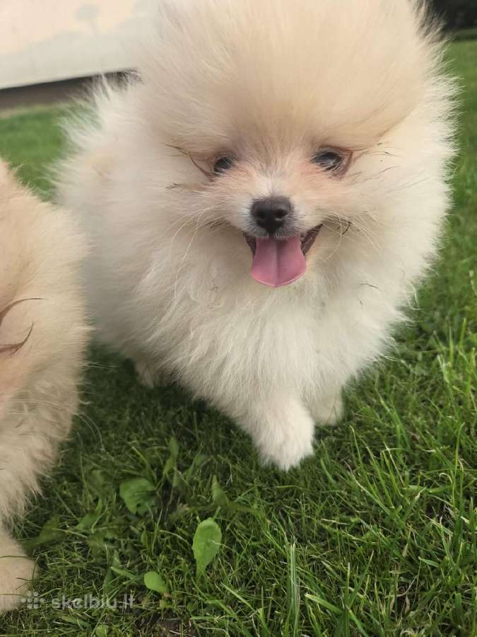 Mini pomeranijos spicai - nuotraukos Nr. 9