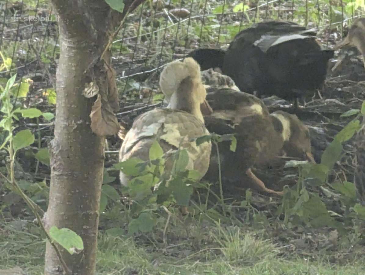 Parduodu Antis - nuotraukos Nr. 3