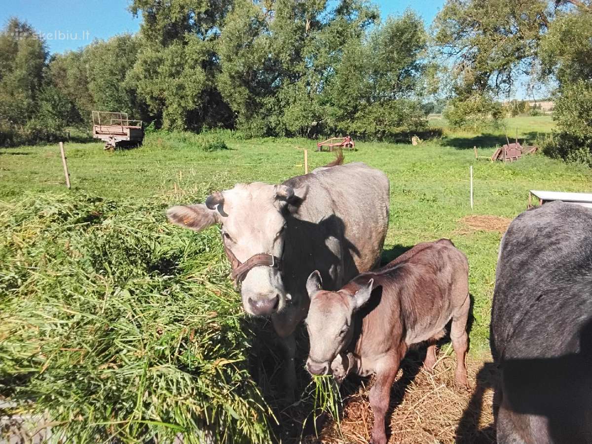 Šėma karvė ir Angus mišrūnai - nuotraukos Nr. 4