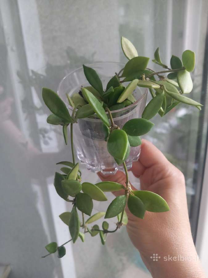 Hoya 's - nuotraukos Nr. 11