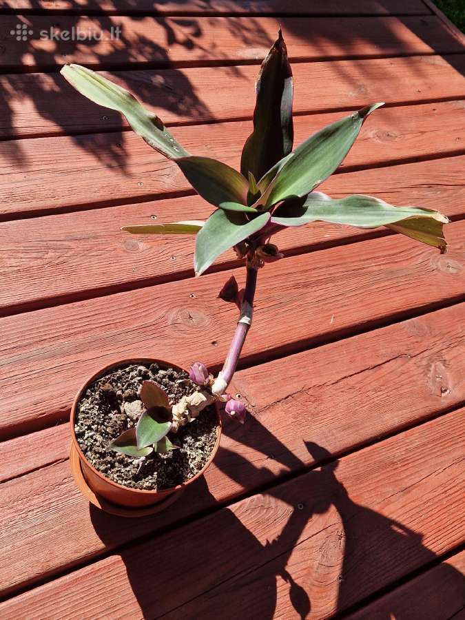 Dvispalvis rėjus plastikiniame vazonėlyje - nuotraukos Nr. 2