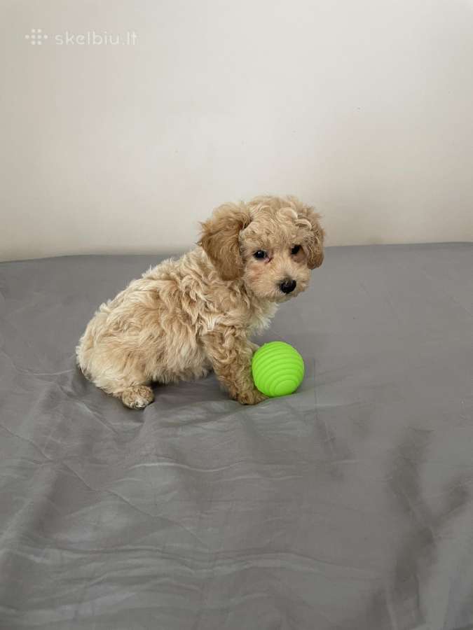 Maltipoo - nuotraukos Nr. 3