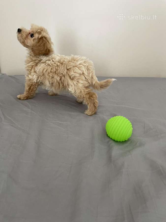 Maltipoo - nuotraukos Nr. 5