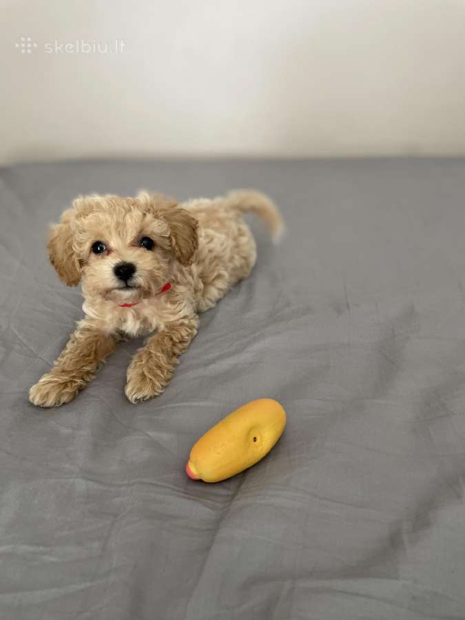 Maltipoo - nuotraukos Nr. 2