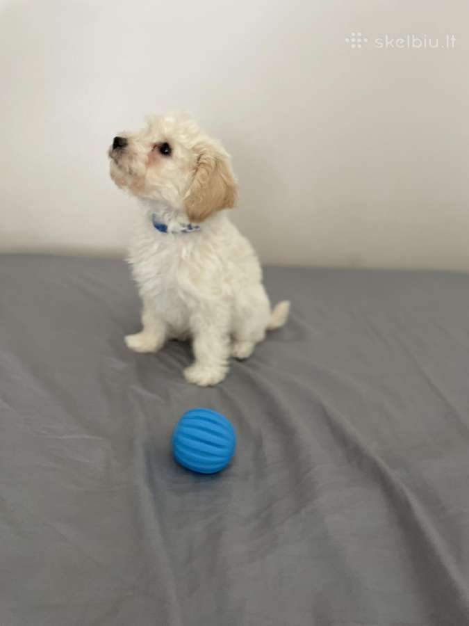 Maltipoo - nuotraukos Nr. 7