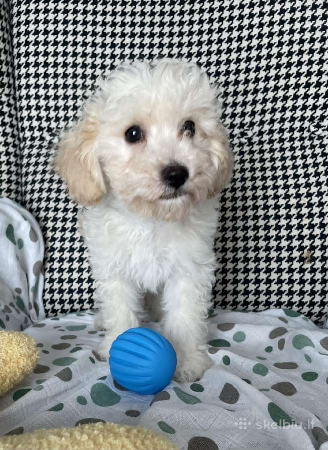 Maltipoo - nuotraukos Nr. 8
