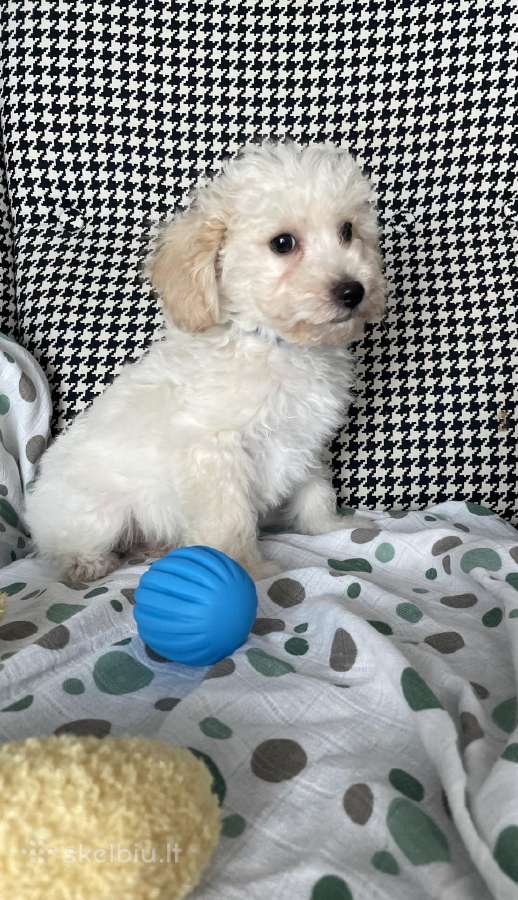 Maltipoo - nuotraukos Nr. 9