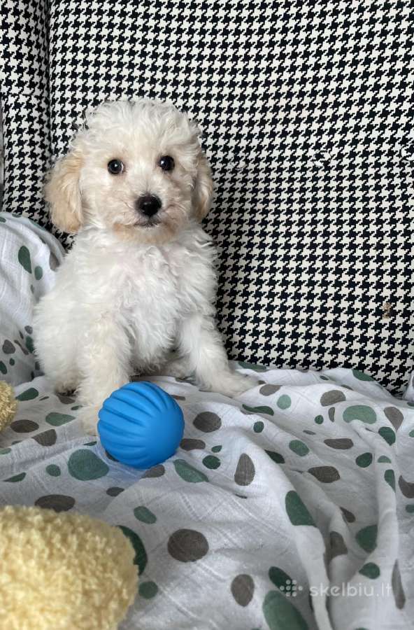 Maltipoo - nuotraukos Nr. 10