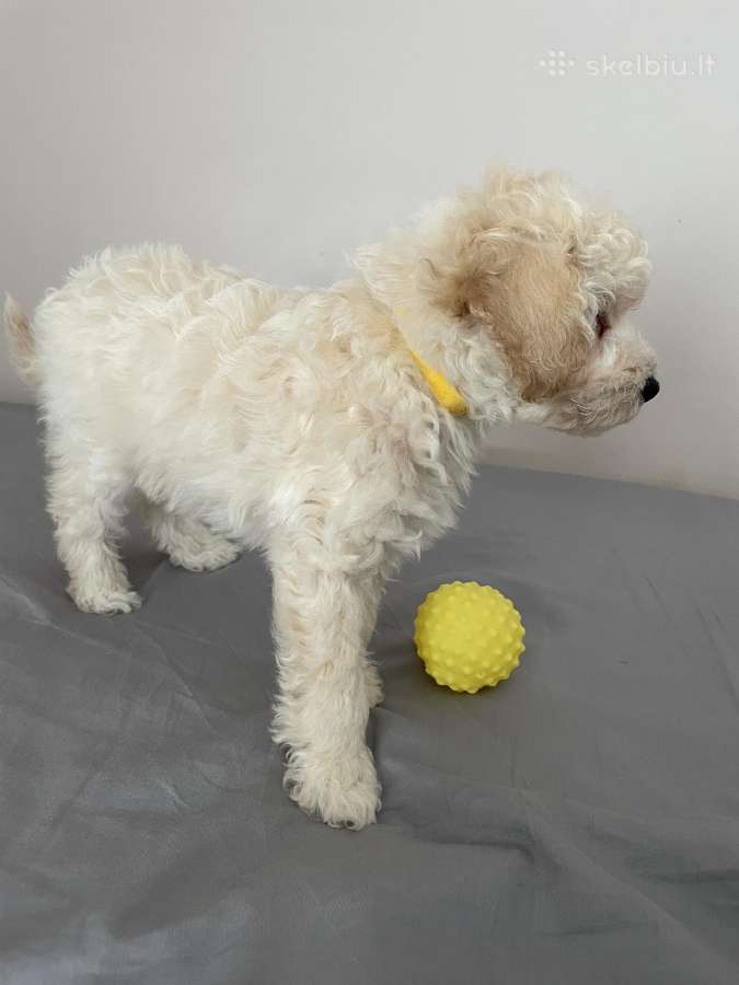 Maltipoo - nuotraukos Nr. 11