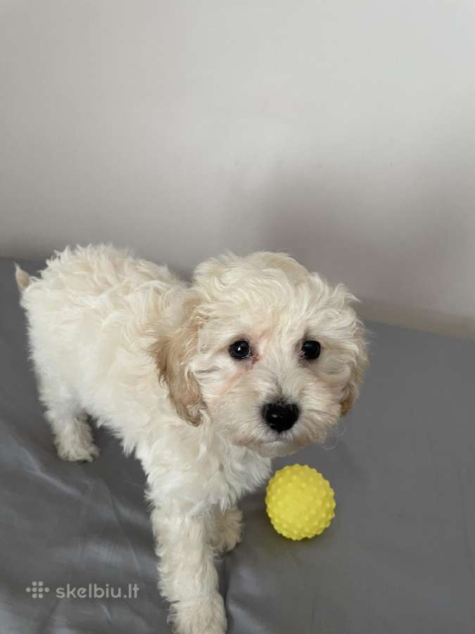 Maltipoo - nuotraukos Nr. 12