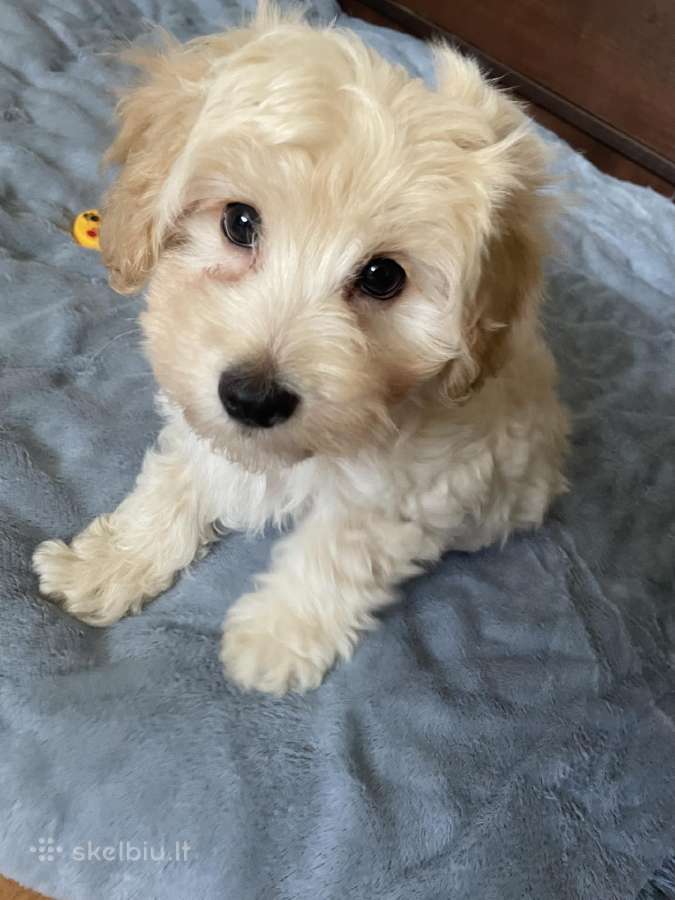 Maltipoo - nuotraukos Nr. 13