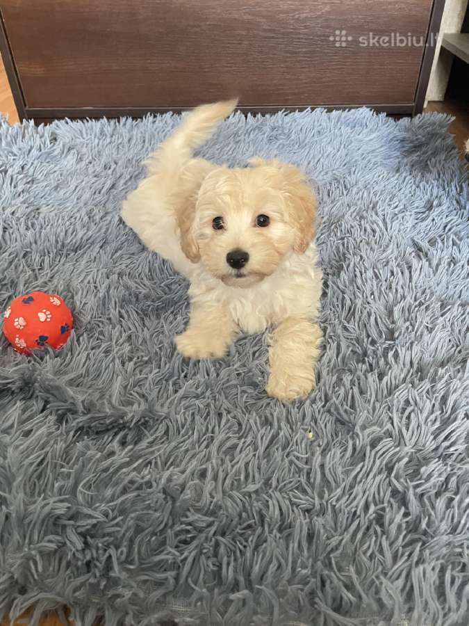 Maltipoo - nuotraukos Nr. 14