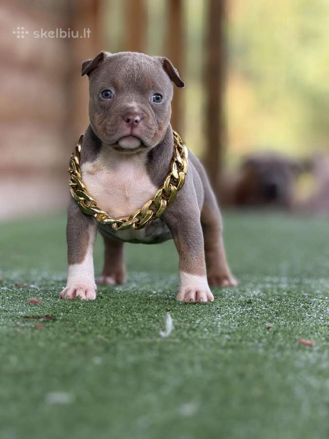 American Bully Pocket - nuotraukos Nr. 2