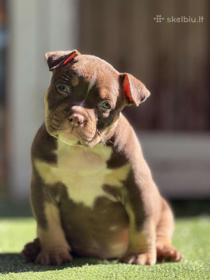 American Bully Pocket - nuotraukos Nr. 3