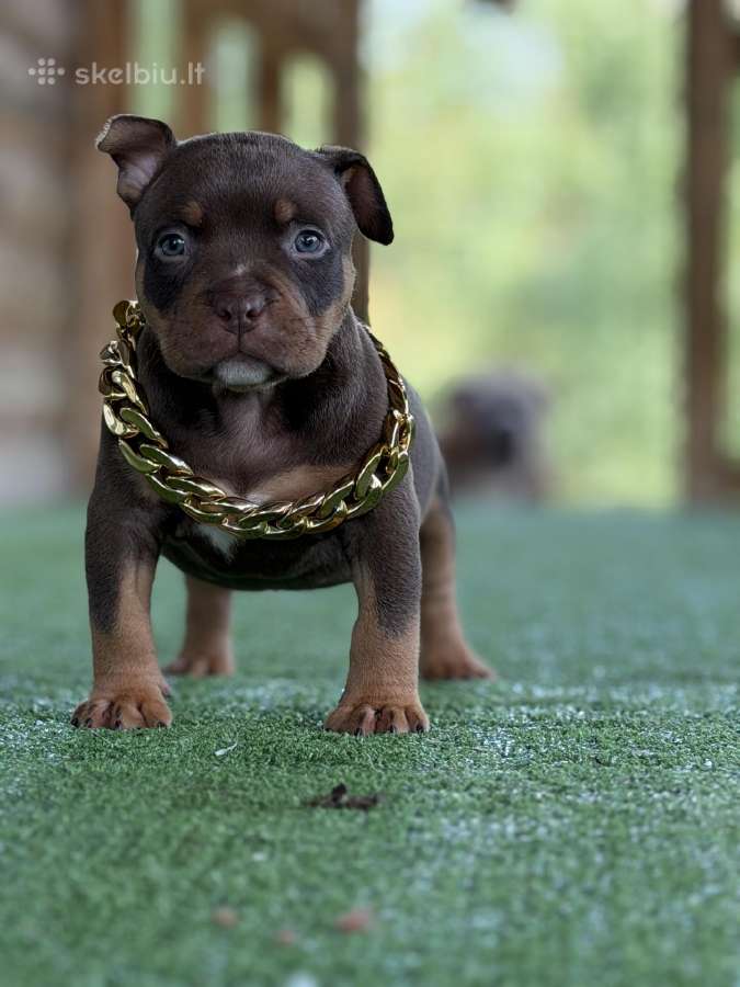 American Bully Pocket - nuotraukos Nr. 4