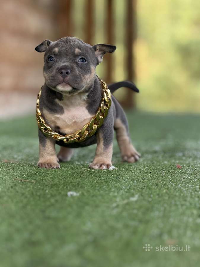 American Bully Pocket - nuotraukos Nr. 5