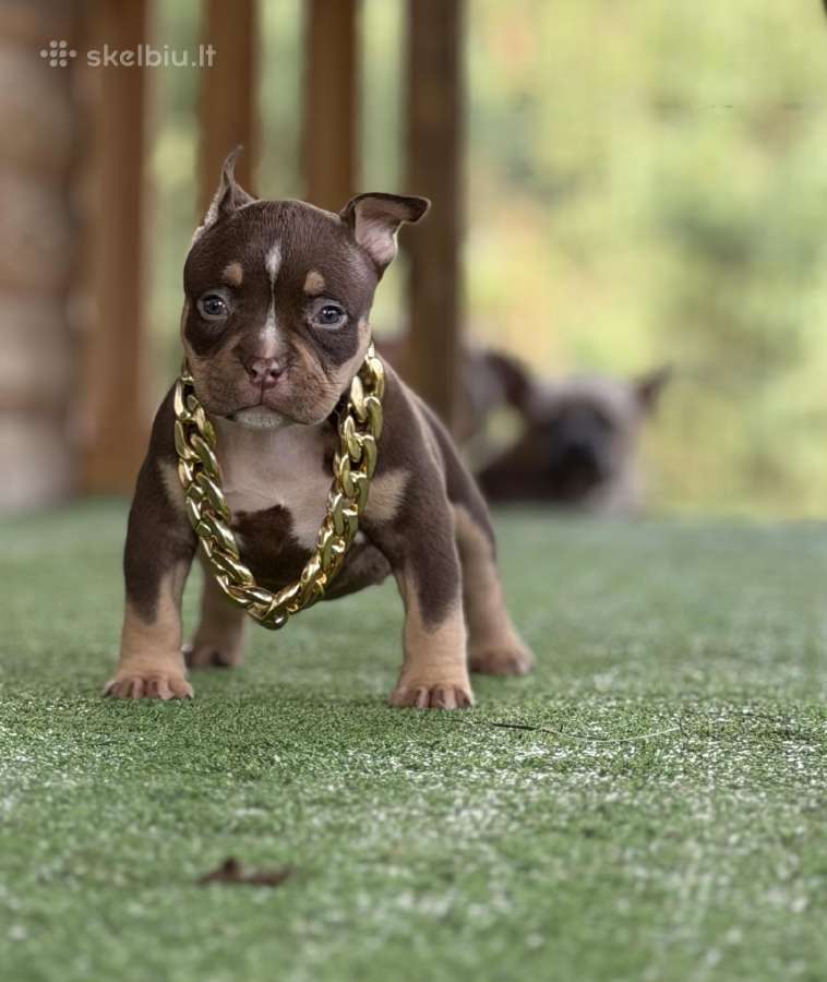 American Bully Pocket - nuotraukos Nr. 6
