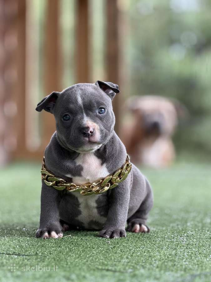 American Bully Pocket - nuotraukos Nr. 7