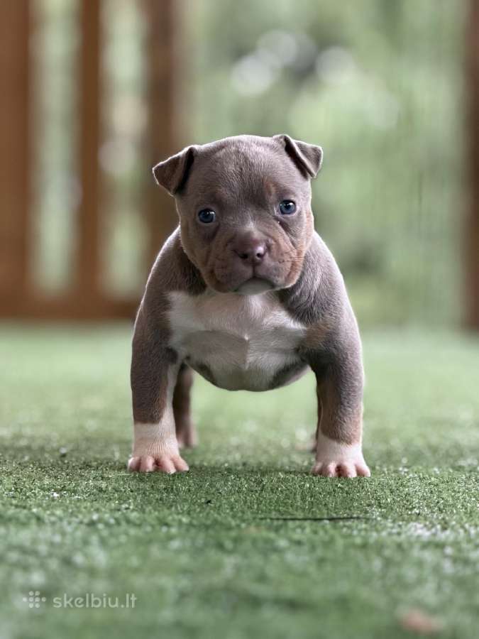 American Bully Pocket - nuotraukos Nr. 8