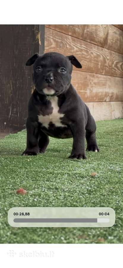 American Bully Pocket - nuotraukos Nr. 9