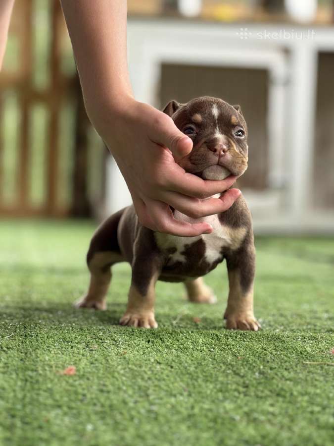 American Bully Pocket - nuotraukos Nr. 10