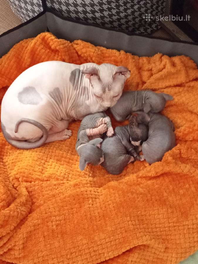 Parduodami nuostabūs Sfinkso veislės kačiukai - nuotraukos Nr. 7