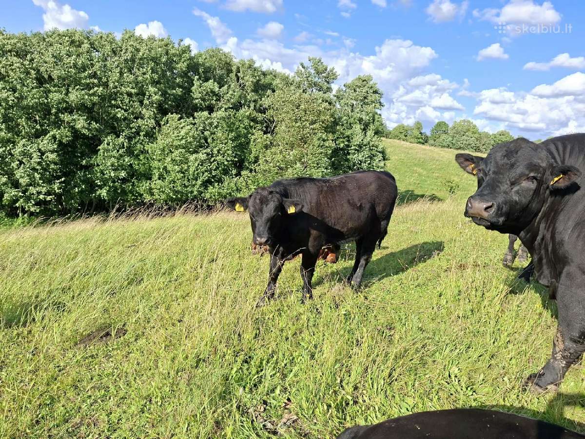 Parduodu grynaveislius Angus jautukus 6 -7 mėn. - nuotraukos Nr. 2