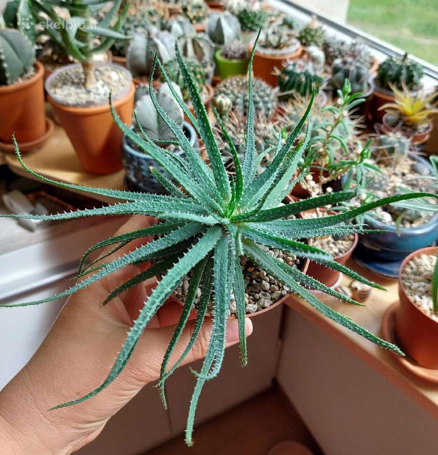 Alavijas - Aloe parvula - nuotraukos Nr. 2