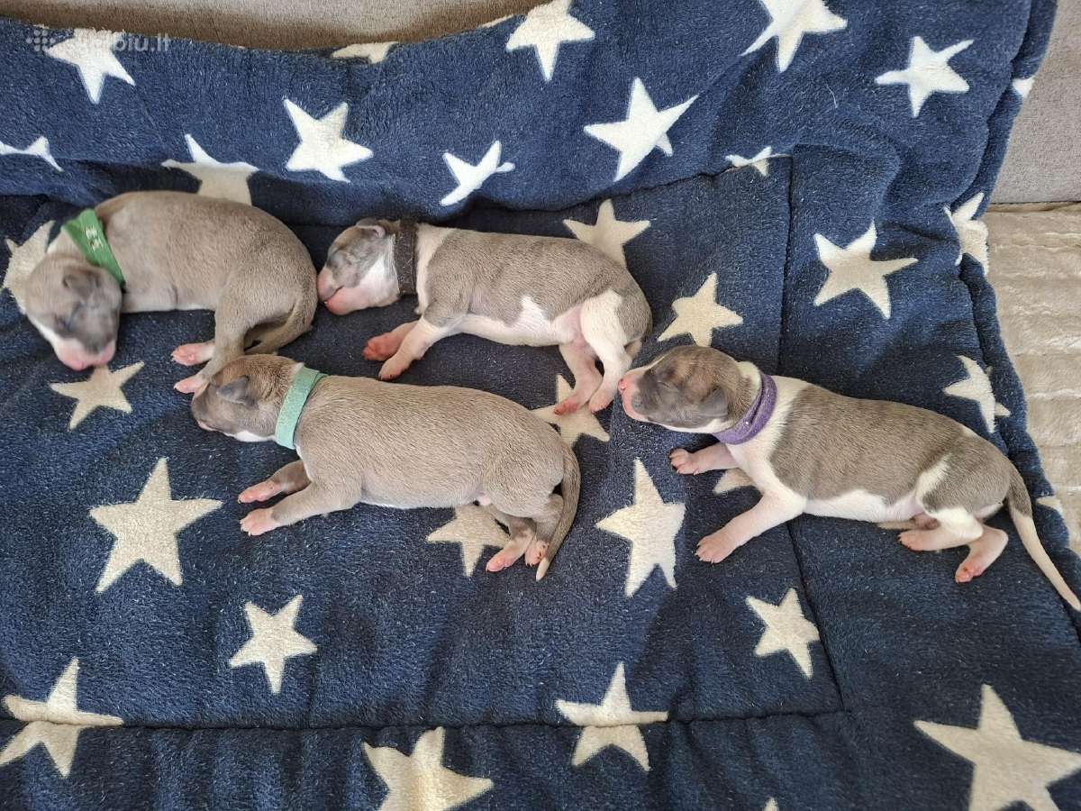 Vipetai - nuotraukos Nr. 14