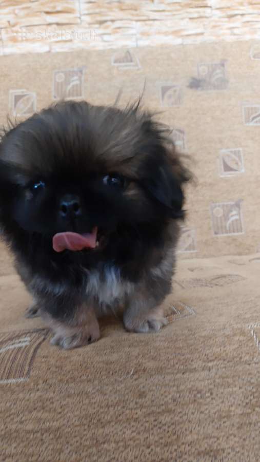 Parduodama pekinukė - nuotraukos Nr. 2