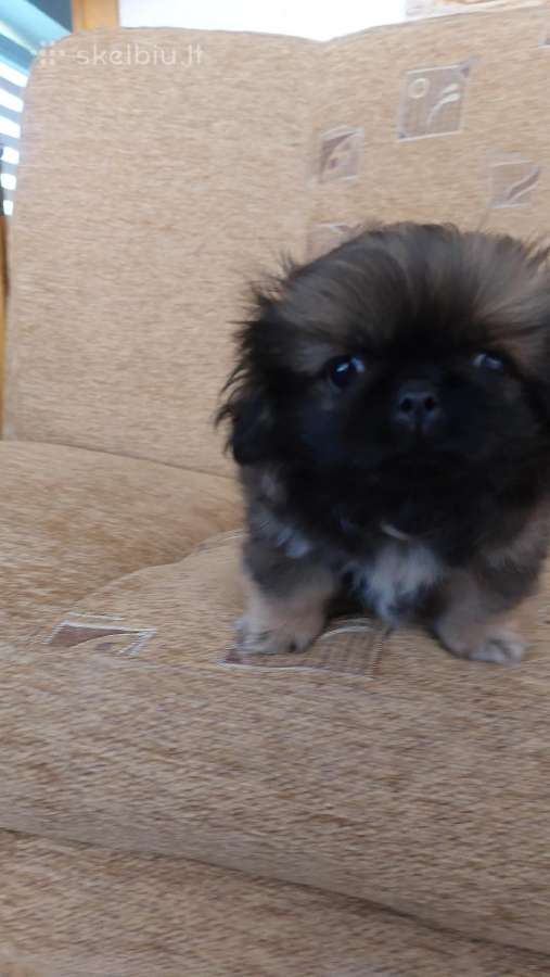 Parduodama pekinukė - nuotraukos Nr. 3