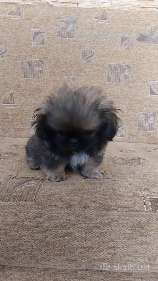 Parduodama pekinukė - nuotraukos Nr. 4