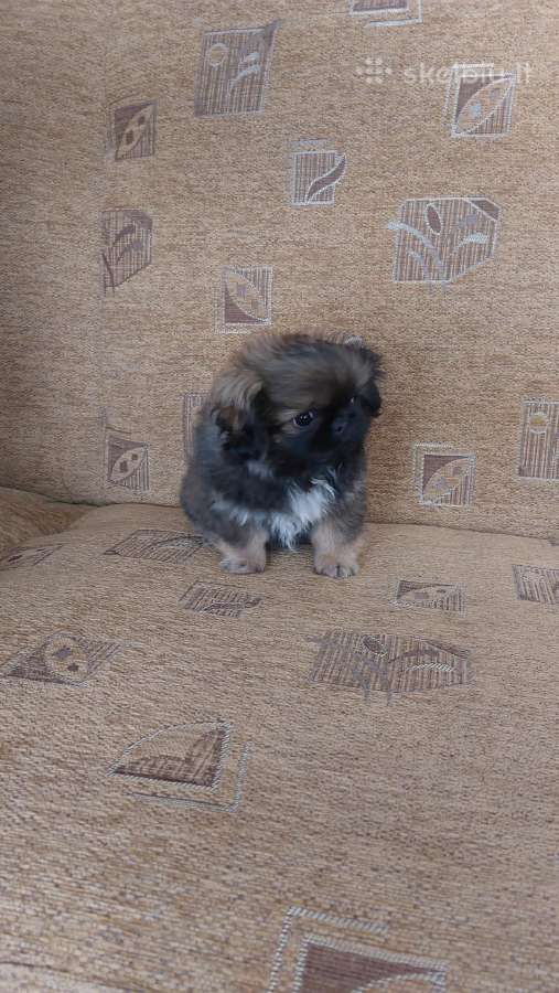Parduodama pekinukė - nuotraukos Nr. 5