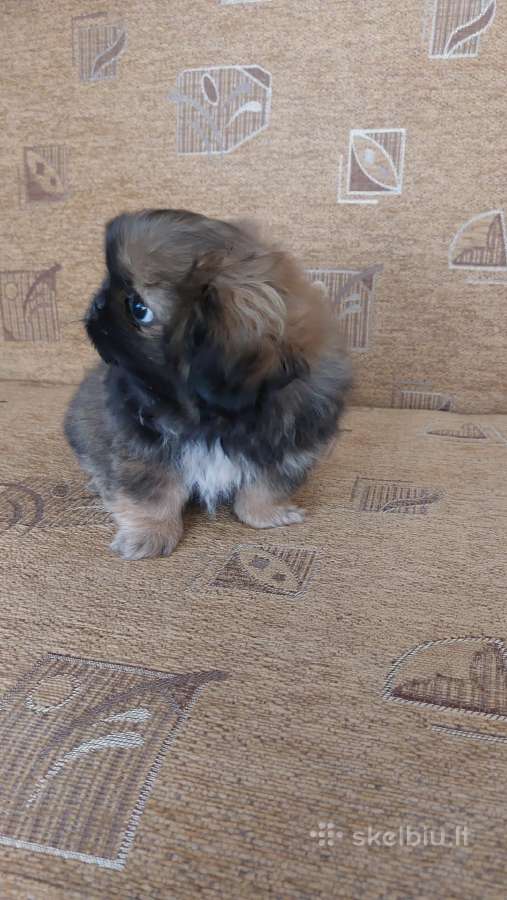 Parduodama pekinukė - nuotraukos Nr. 6