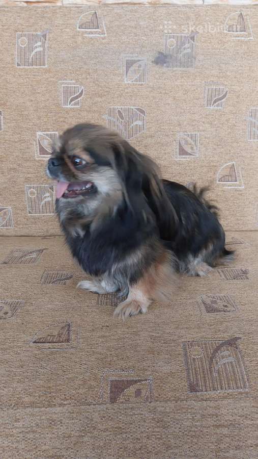 Parduodama pekinukė - nuotraukos Nr. 7