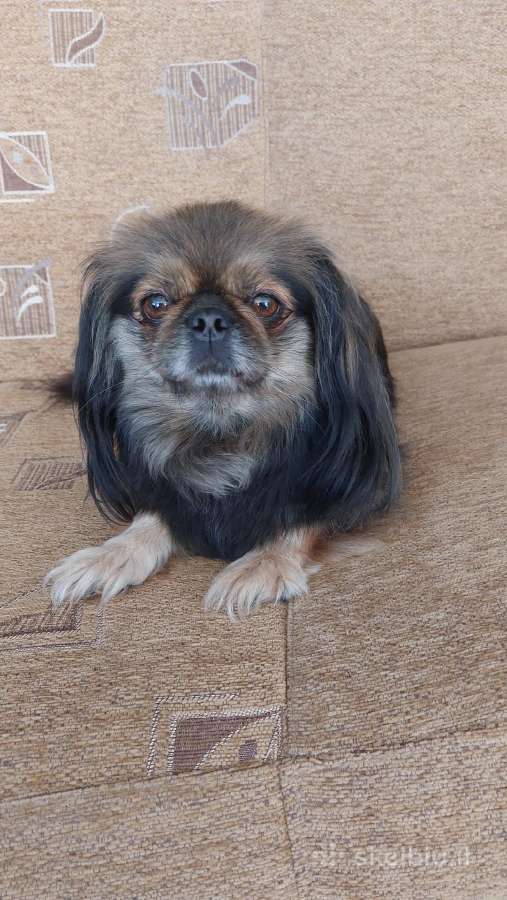 Parduodama pekinukė - nuotraukos Nr. 8