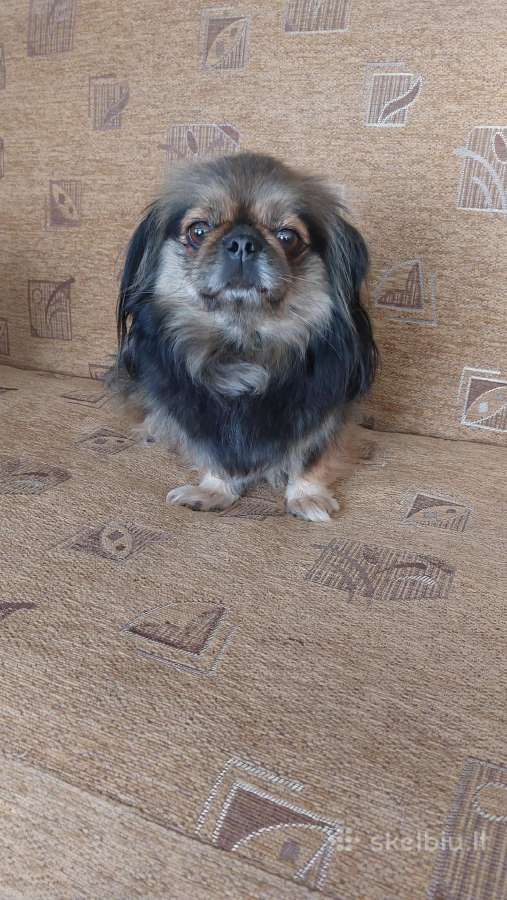 Parduodama pekinukė - nuotraukos Nr. 9