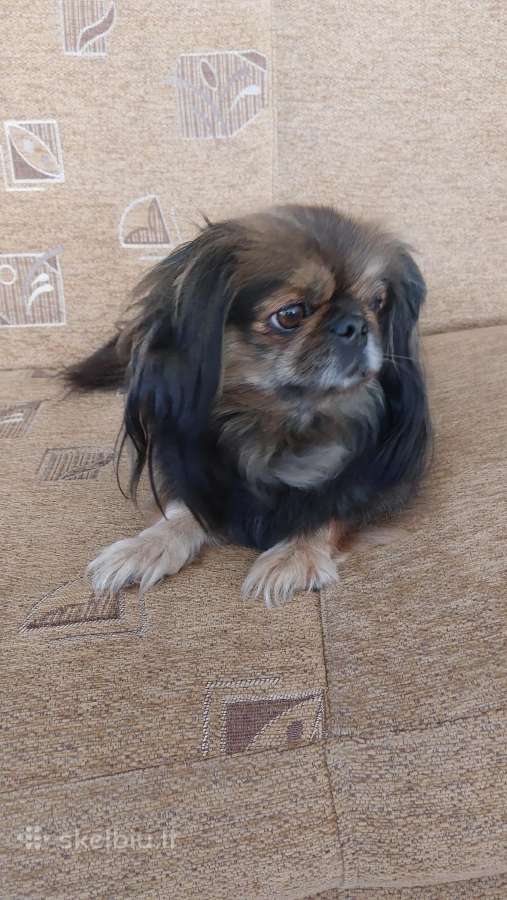 Parduodama pekinukė - nuotraukos Nr. 10