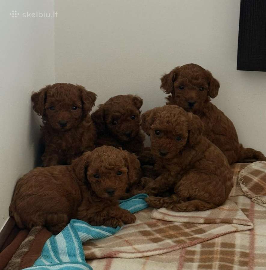Parduodamos red brown spalvos toy pudelytės - nuotraukos Nr. 4