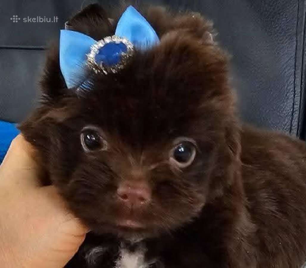 Mini jorkučiai - nuotraukos Nr. 2
