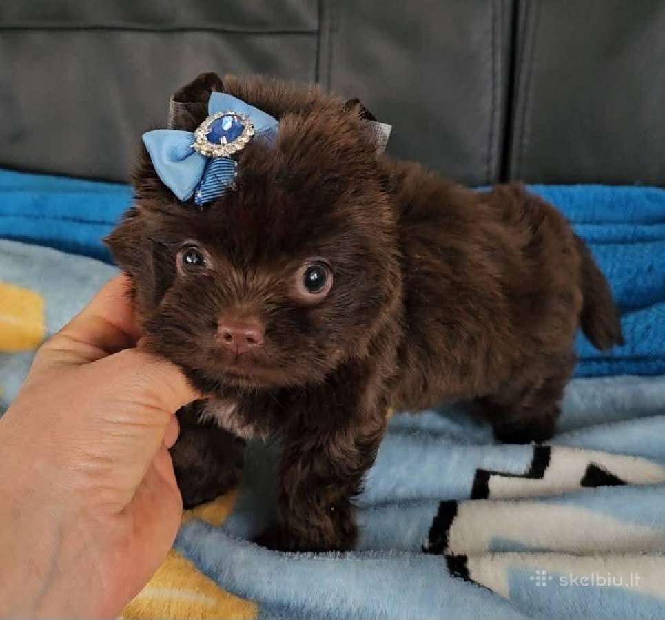 Mini jorkučiai - nuotraukos Nr. 3