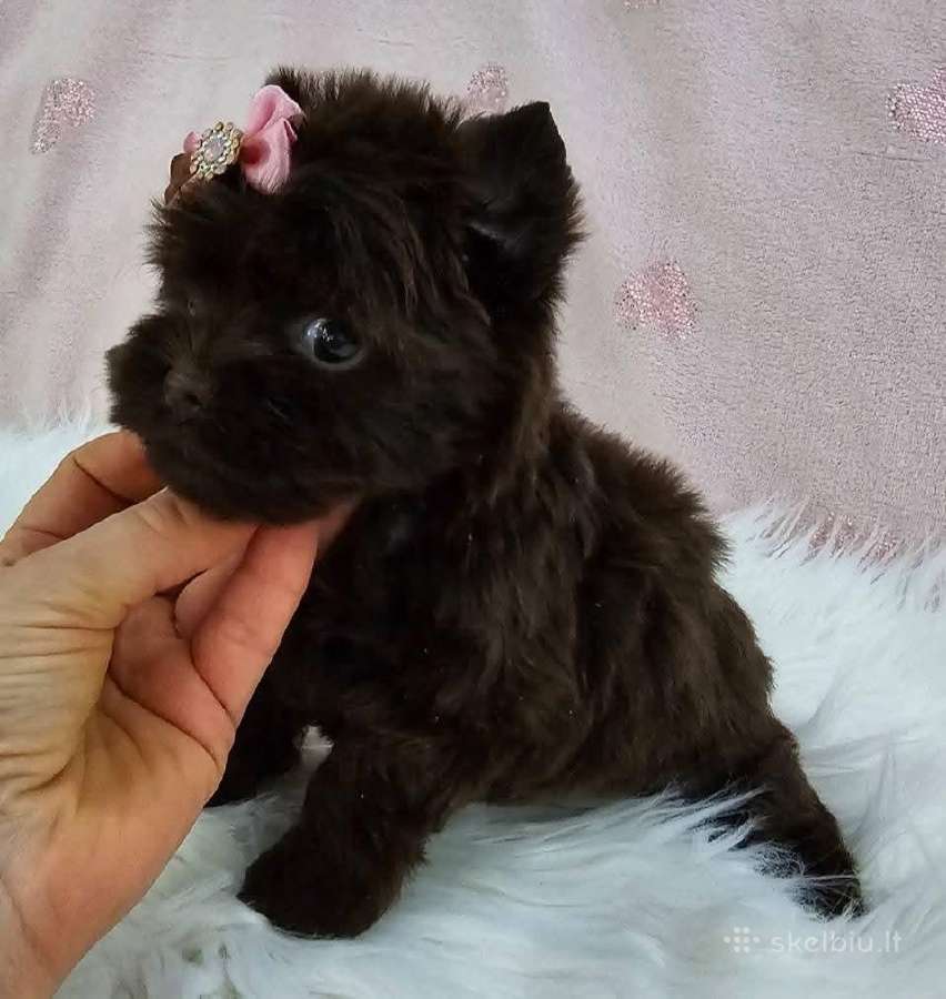 Mini jorkučiai - nuotraukos Nr. 6