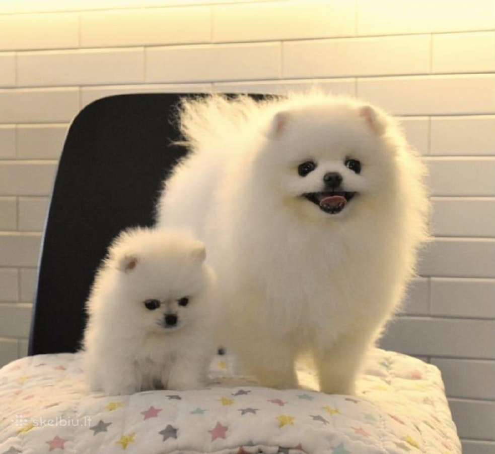 Liko 2 berniukai babyface VIP super mini Boo - nuotraukos Nr. 28